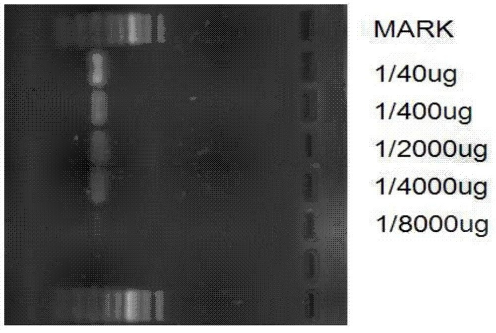 Multiplex nested methylation specific PCR (Polymerase Chain Reaction) detection kit, using method and application thereof