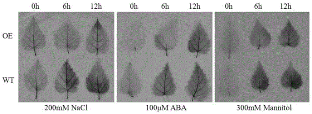 Transcription factor capable of improving stress resistance of white birch and protein encoded by transcription factor