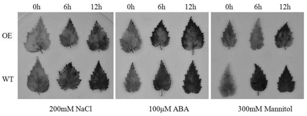 Transcription factor capable of improving stress resistance of white birch and protein encoded by transcription factor