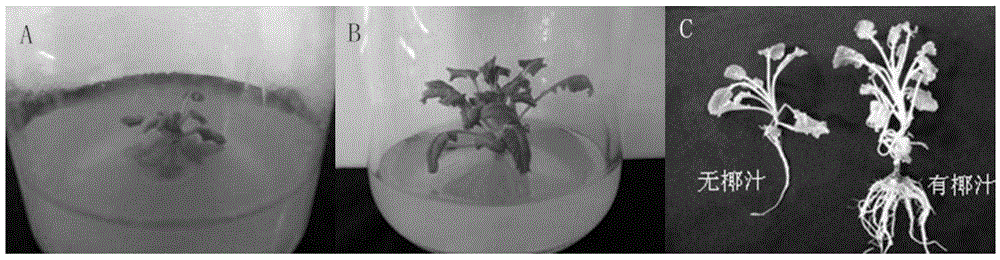 Method for quickly and efficiently obtaining free microspores of Brassica vegetables and cultivating regenerated plants