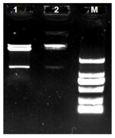 Recombinant vector, transformant, primer for amplifying AtNAC58 gene as well as preparation method and application of primer