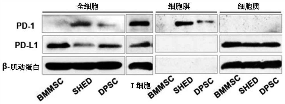 Stem cells specifically expressing PD-1, their identification and isolation methods and uses