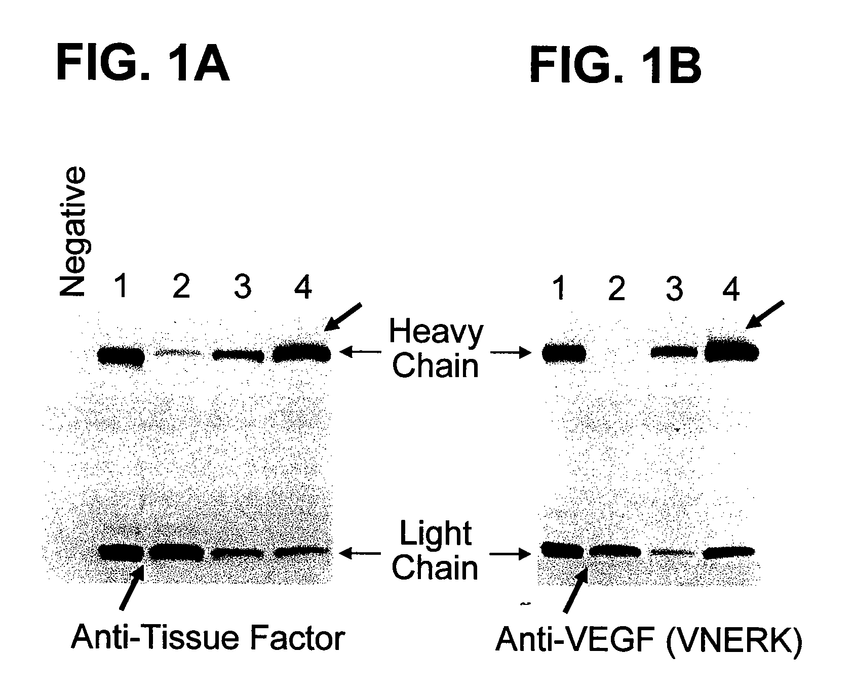 Antibodies and methods for making and using them