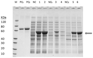 Mycoplasma ovipneumoniae HSP70-P113 fusion protein with immunogenicity