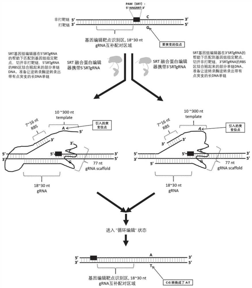 Configurations of two multifunctional gene editing tools and methods of using same