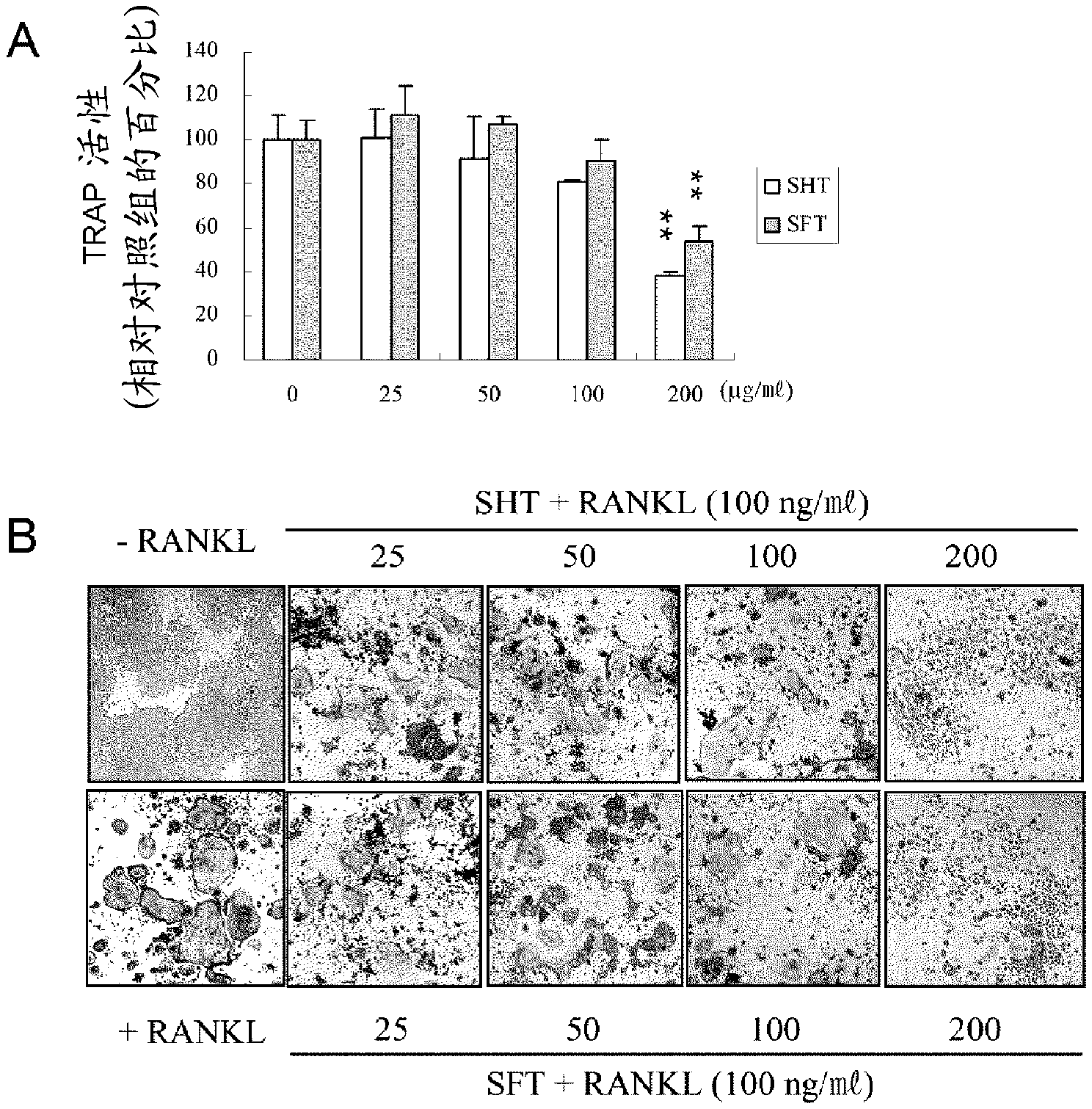 Composition for preventing or treating osteoporosis, containing ssangwhatang or lactobacillus fermented product thereof