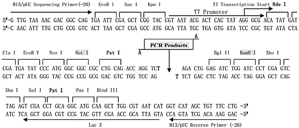 CTLA-4 gene armored RNA standard substance and applications thereof