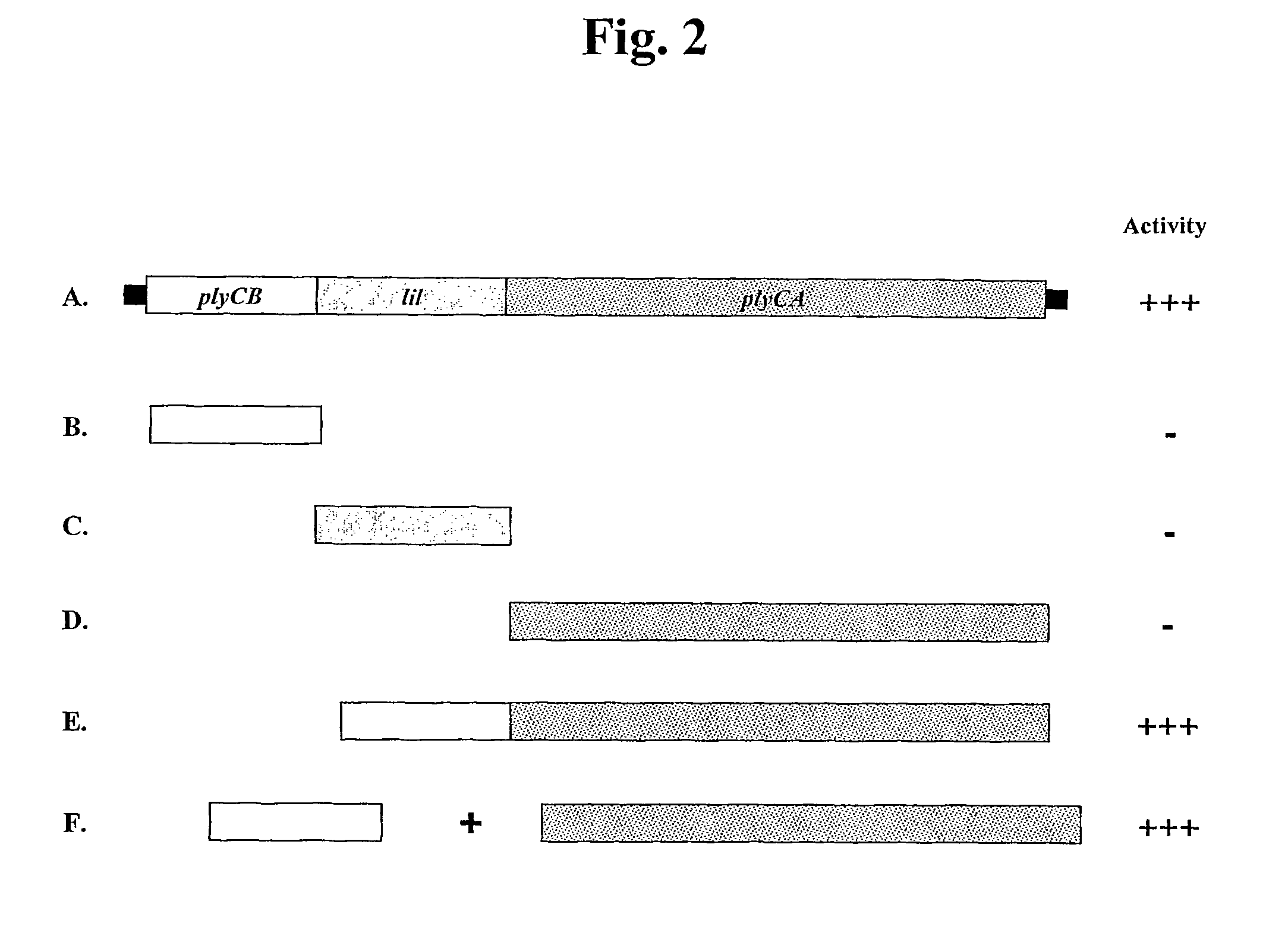 Nucleic acids and polypeptides of C<sub>1 </sub>bacteriophage and uses thereof