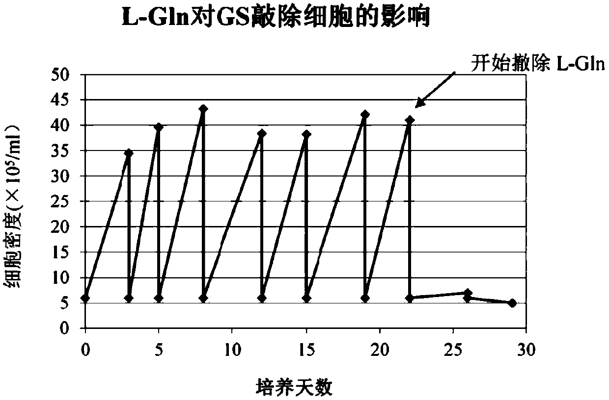 CrRNA that specifically recognizes gs gene and its application