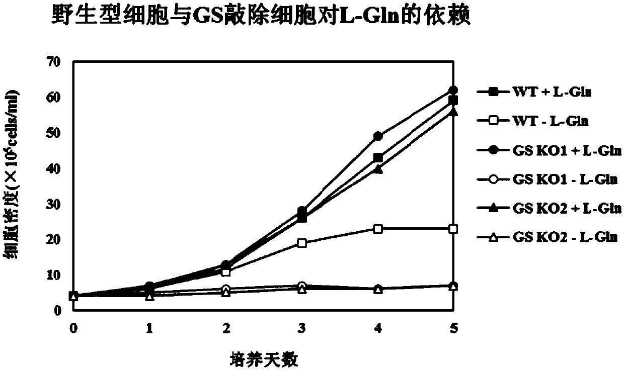 CrRNA that specifically recognizes gs gene and its application