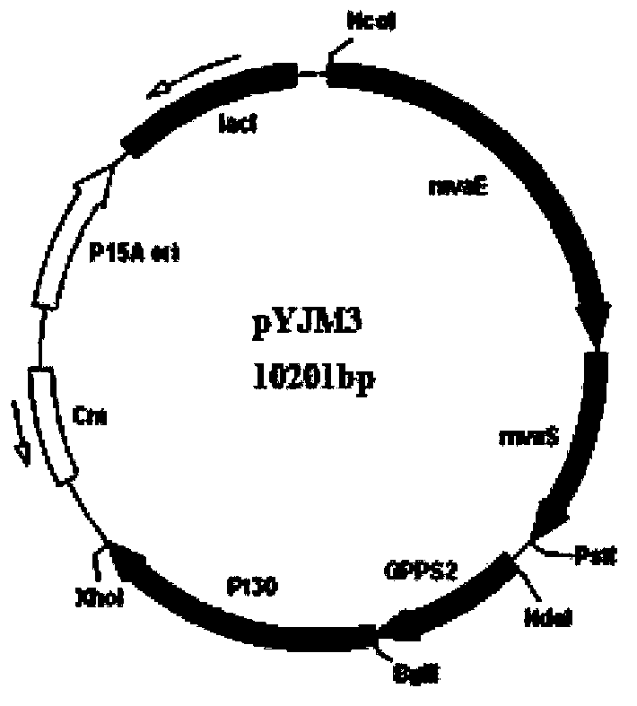 Method for synthesizing alpha-pinene or beta-pinene by adopting biological process