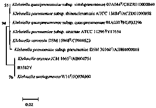 A kind of Klebsiella producing β-galactosidase and its application