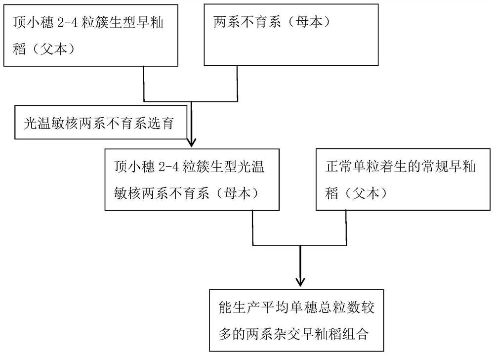 A method for increasing the total grain number per panicle of two-line hybrid early indica rice