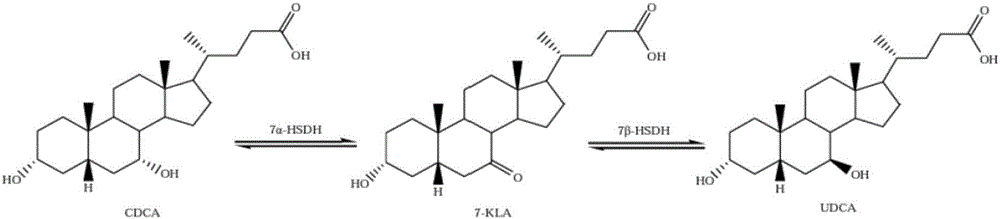 Clostridium sardiniense 7alpha-hydroxysteroid dehydrogenase mutant T145S