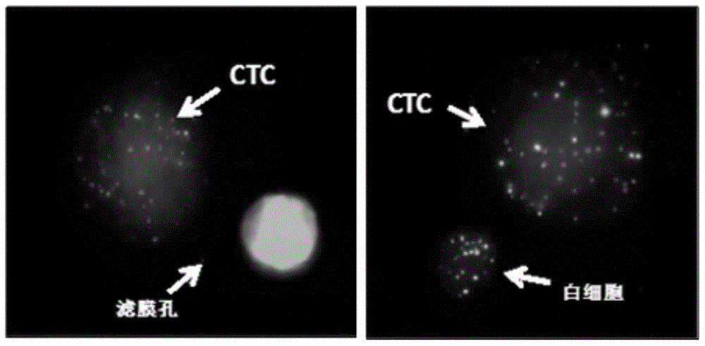 Circulating tumor cell identification kits and methods