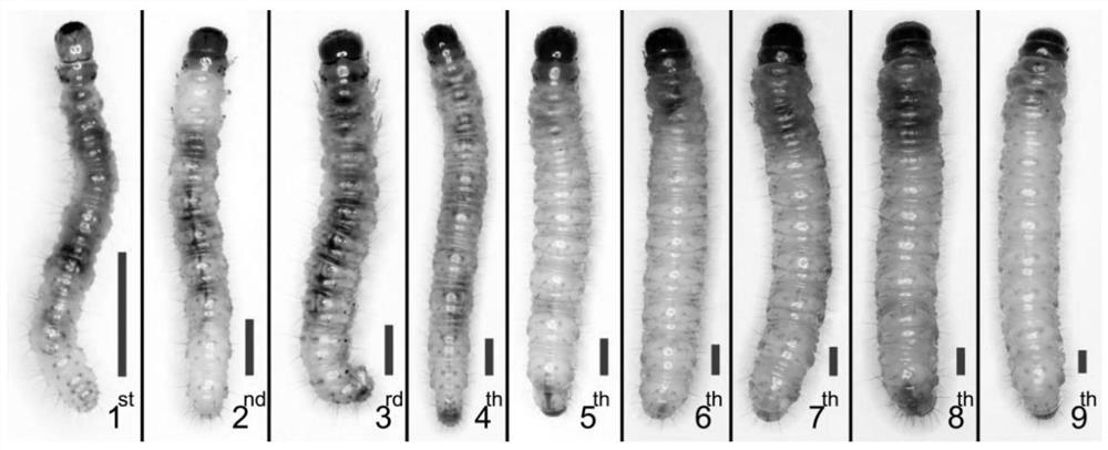 Breeding method of hepialus altaicus larvae