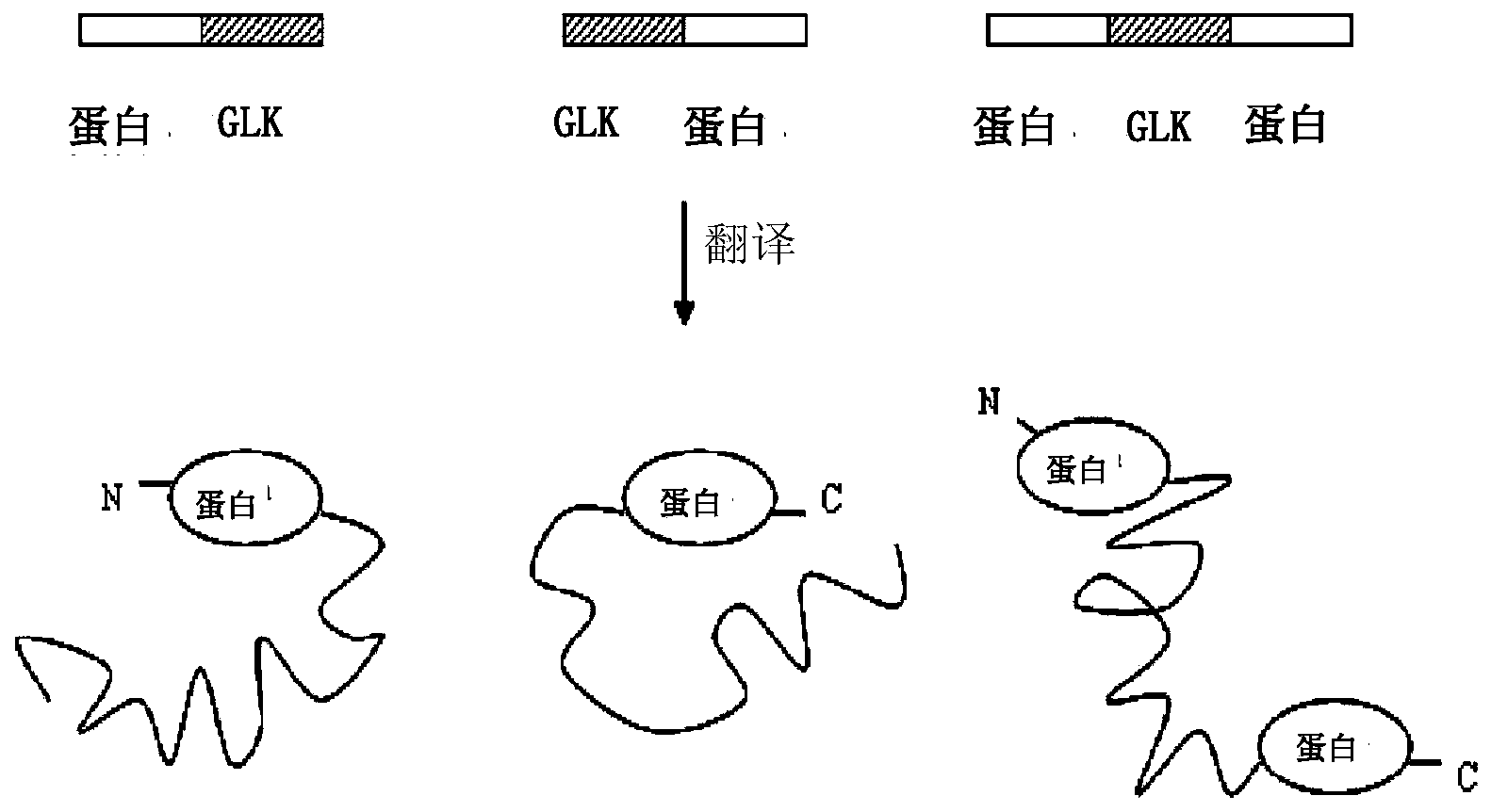 Use of gelatin-like unit