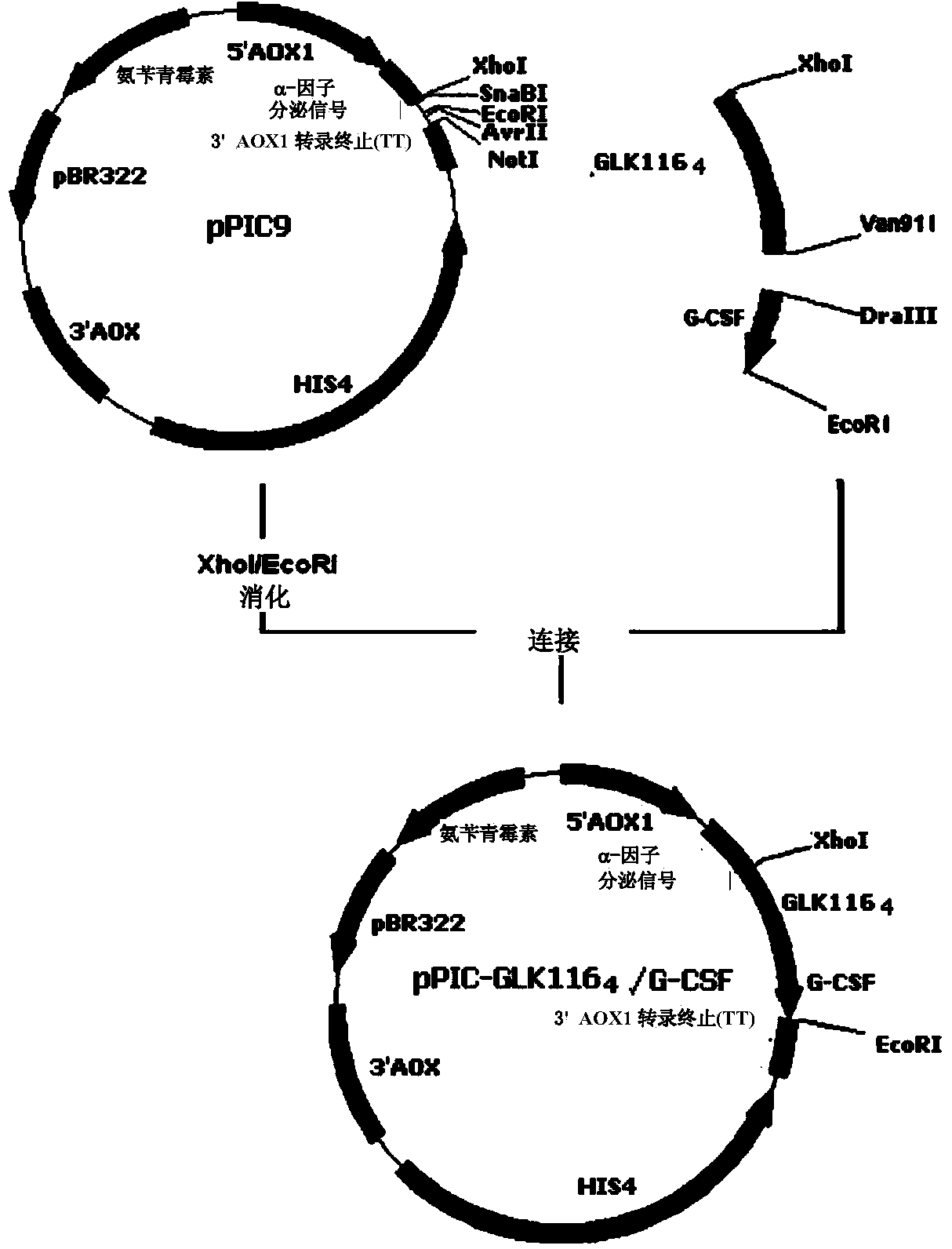 Use of gelatin-like unit