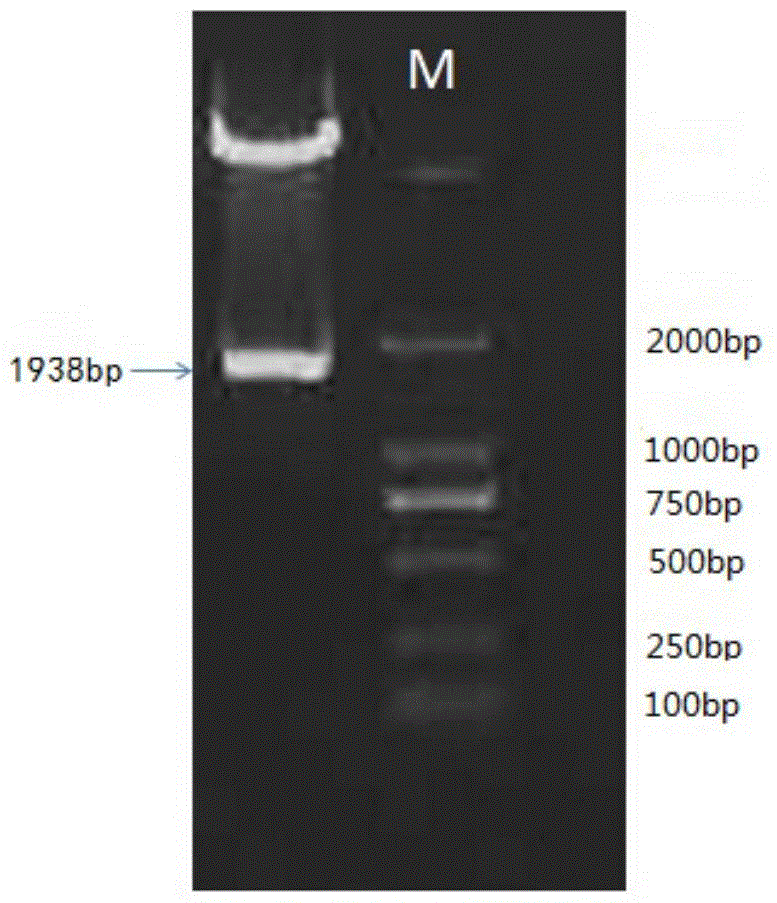 A promoter capable of driving or regulating gene expression in plant stamens