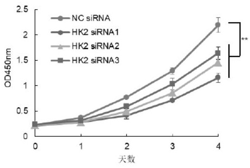 Breast cancer cell line with low expression of HK2 and siRNA used by same