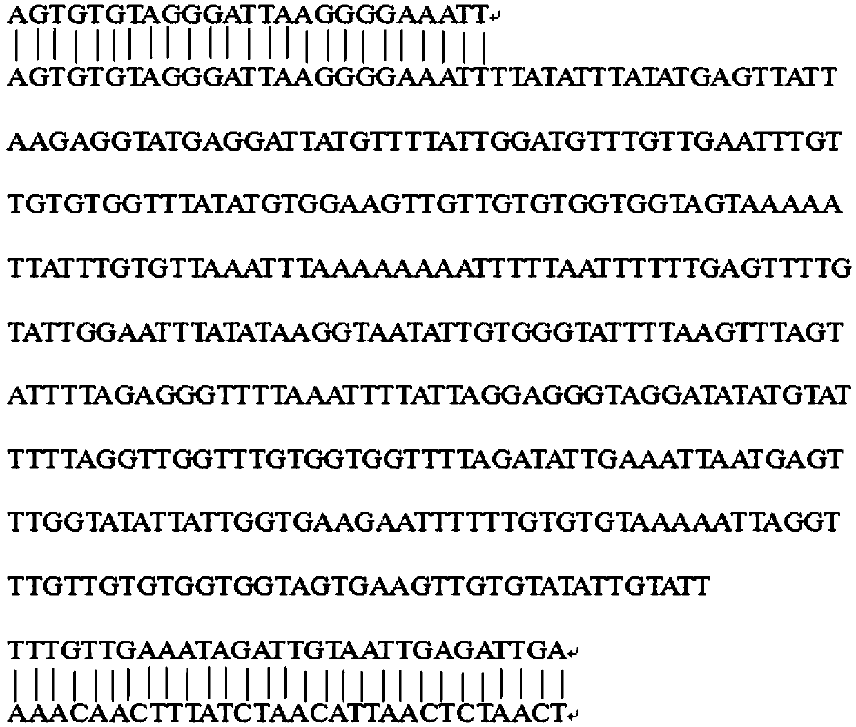 Primers for quantitatively detecting methylation level of rat H19 gene imprinting control region by sodium bisulfite sequencing process