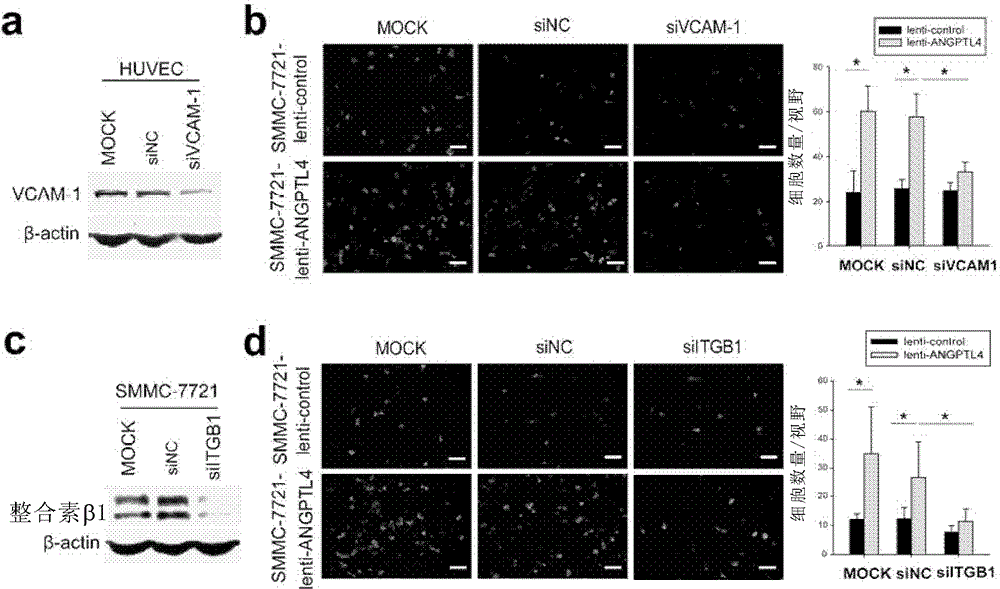 Method for regulating expression of vascular cell adhesion molecule-1 in vascular endothelial cell