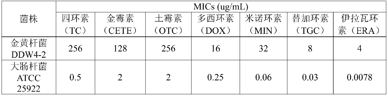 Chryseobacterium jejuense DDW4-2 strain and application thereof in degrading tetracycline antibiotics