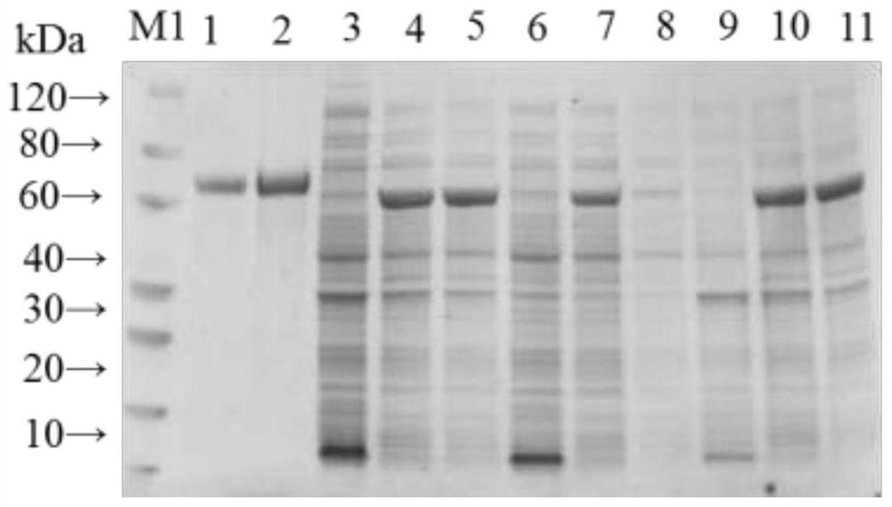 A kind of non-toxic Clostridium emphysematous gene engineering subunit vaccine strain and its application