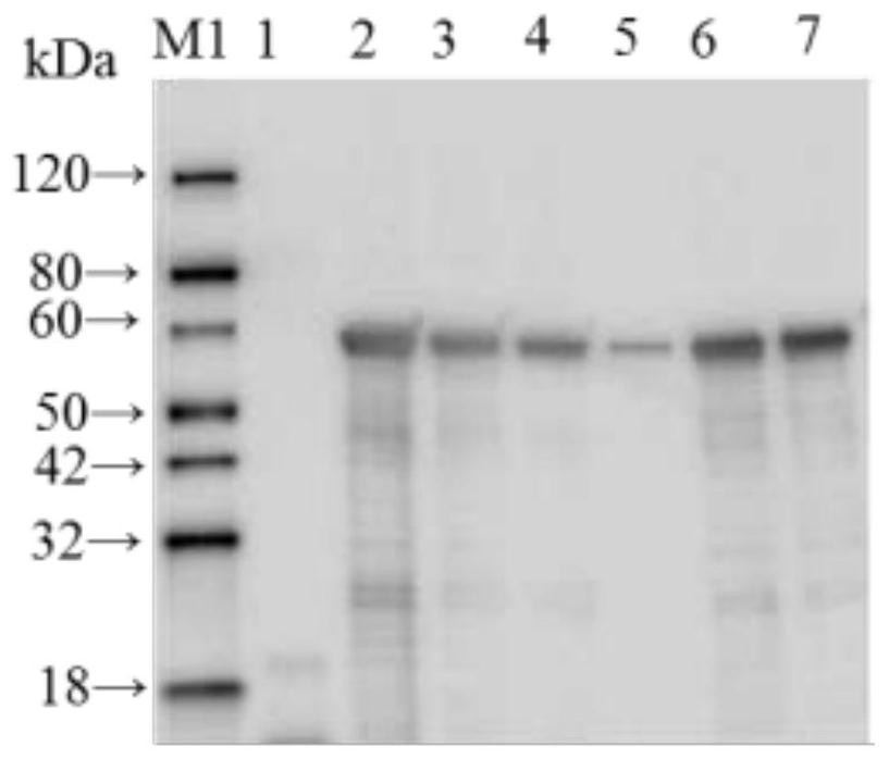 A kind of non-toxic Clostridium emphysematous gene engineering subunit vaccine strain and its application