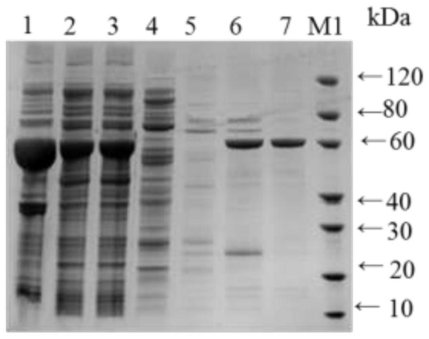 A kind of non-toxic Clostridium emphysematous gene engineering subunit vaccine strain and its application