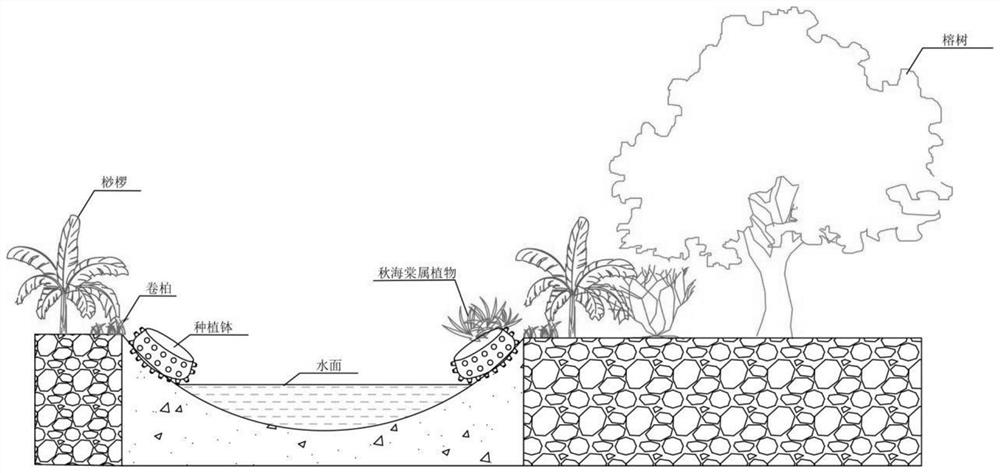 Method for conservation planting begonia plants in water system stream-side ex-situ field and management regulation and control