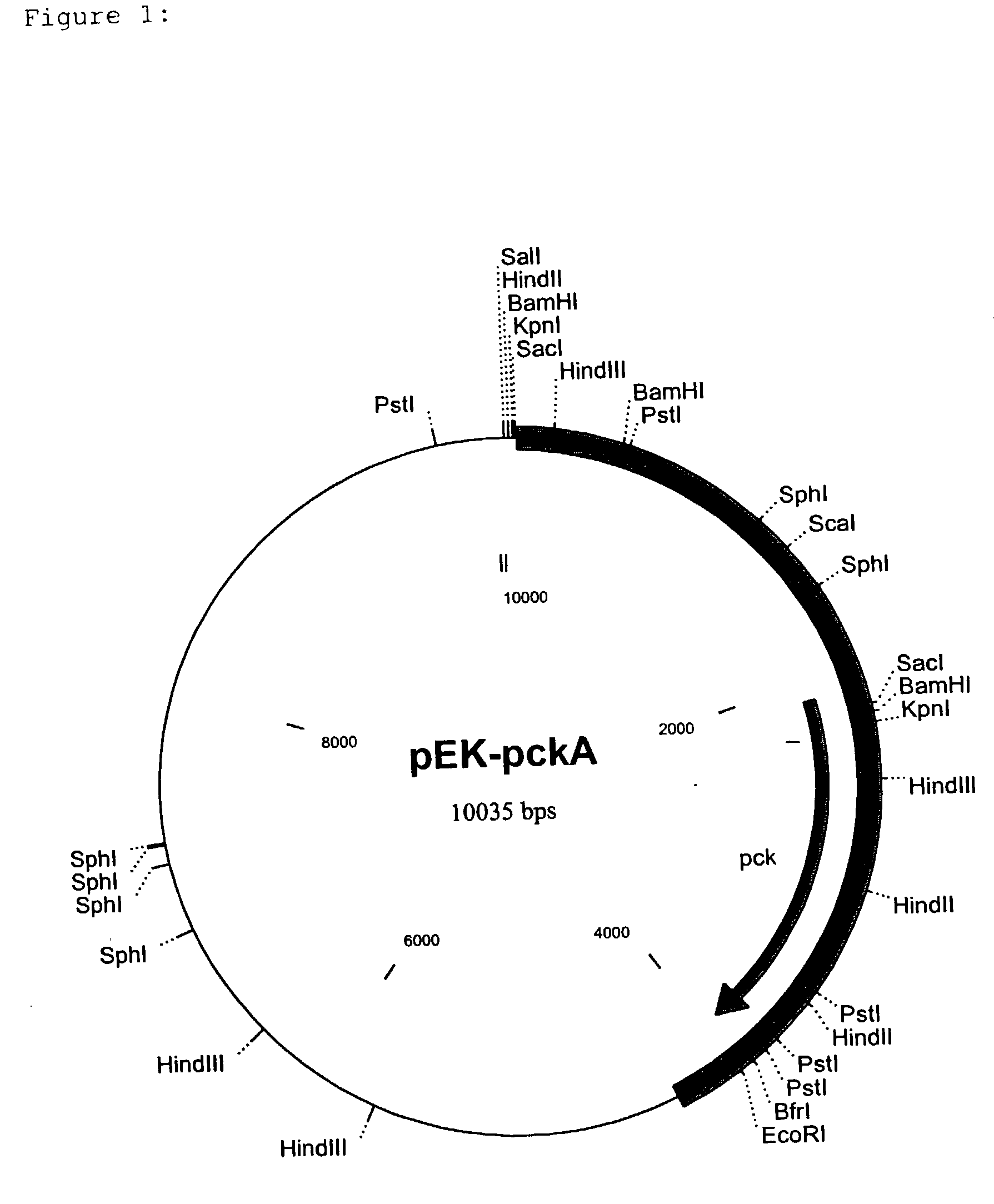 Nucleotide sequences which code for the pck gene