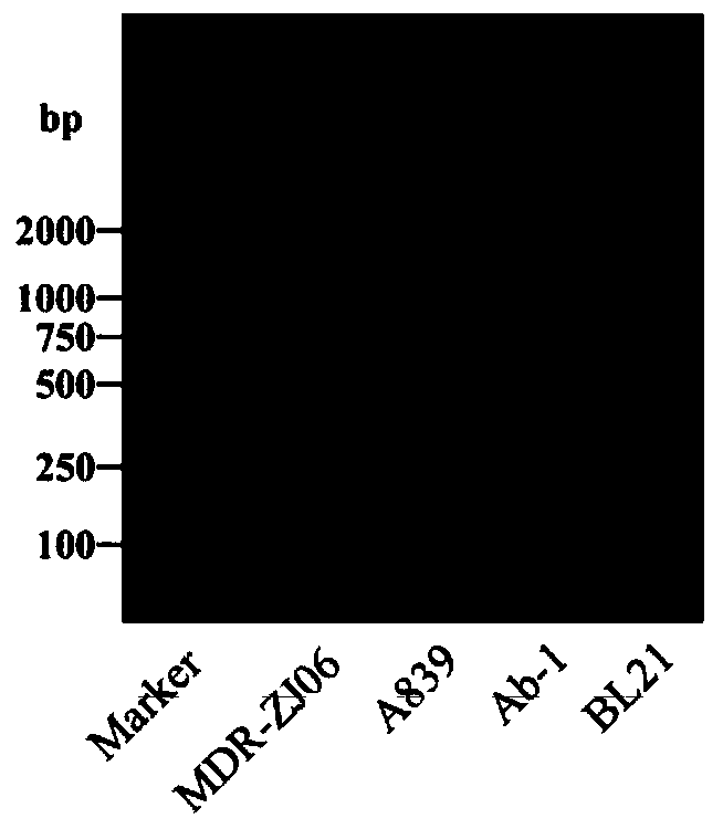 Qualitative and quantitative detection method of bacterial drug resistance protein arma