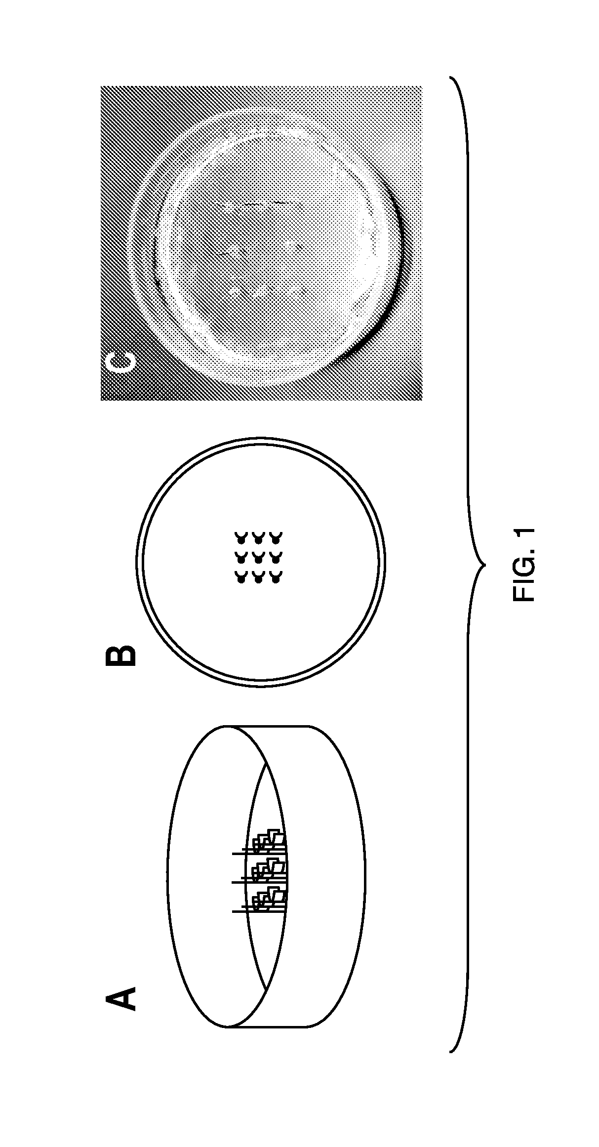 Muscle chips and methods of use thereof