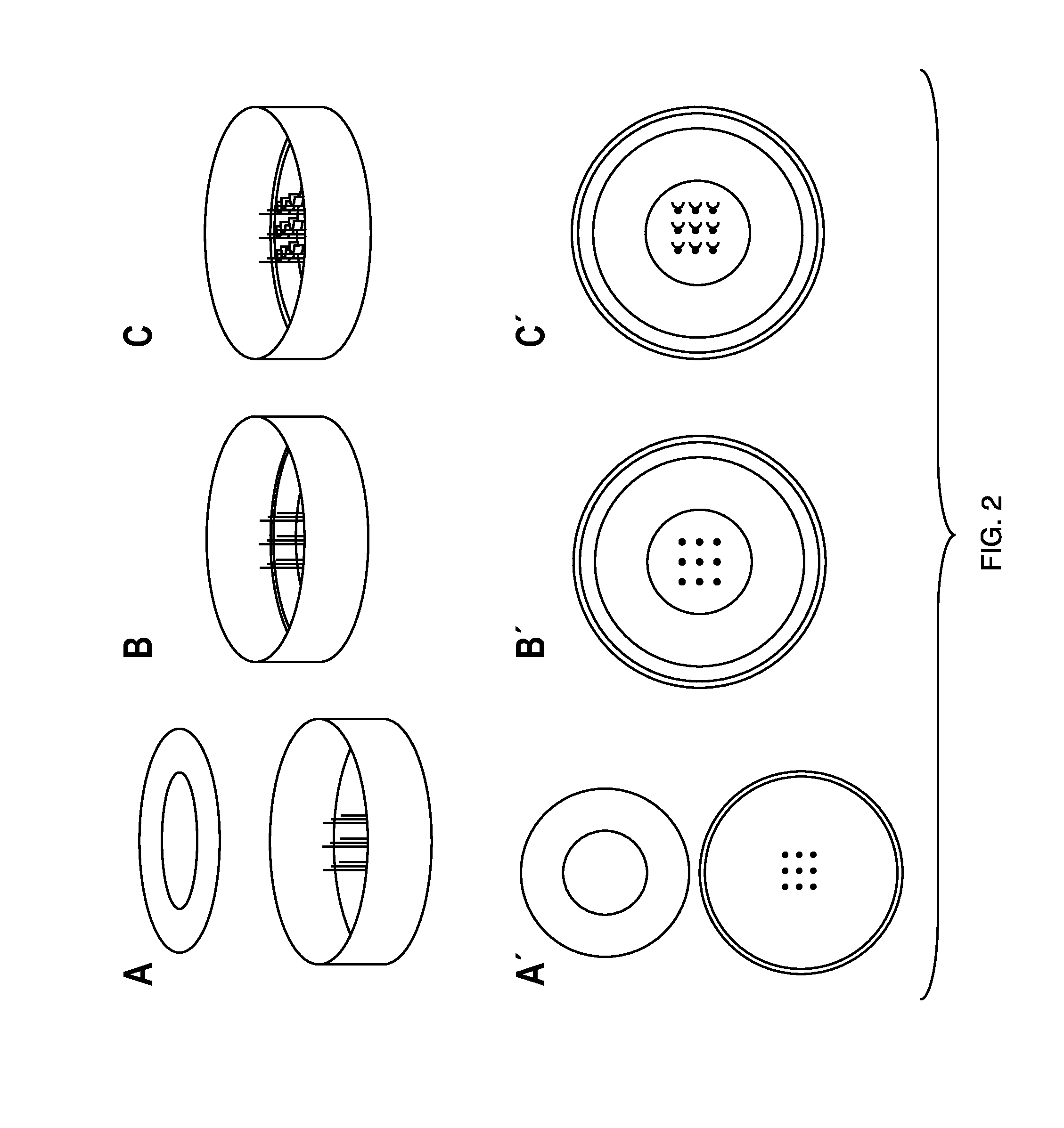 Muscle chips and methods of use thereof