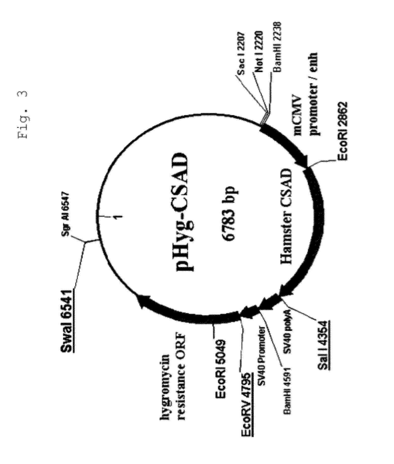 Method for production of polypeptide