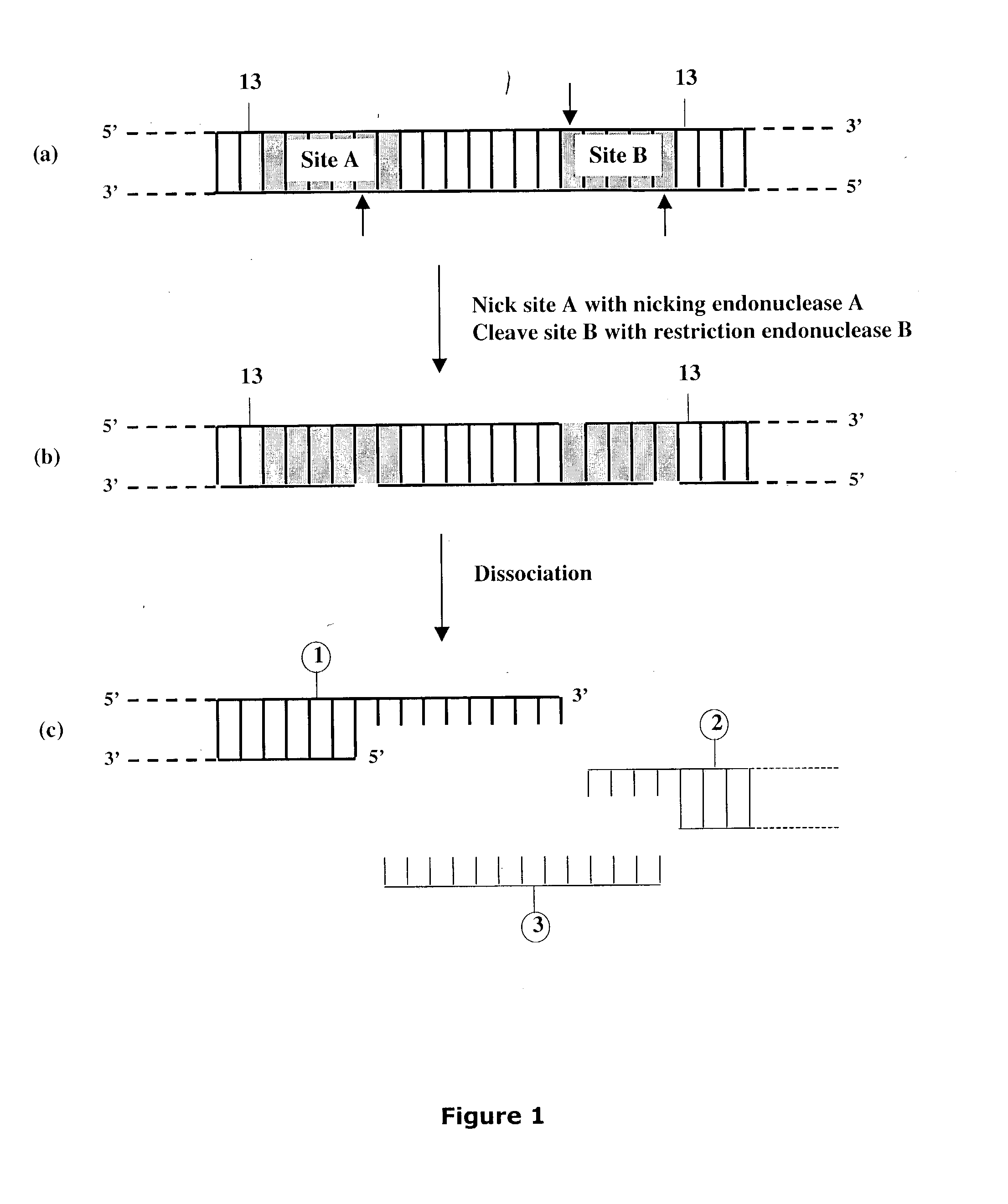 Methods and compositions for DNA manipulation