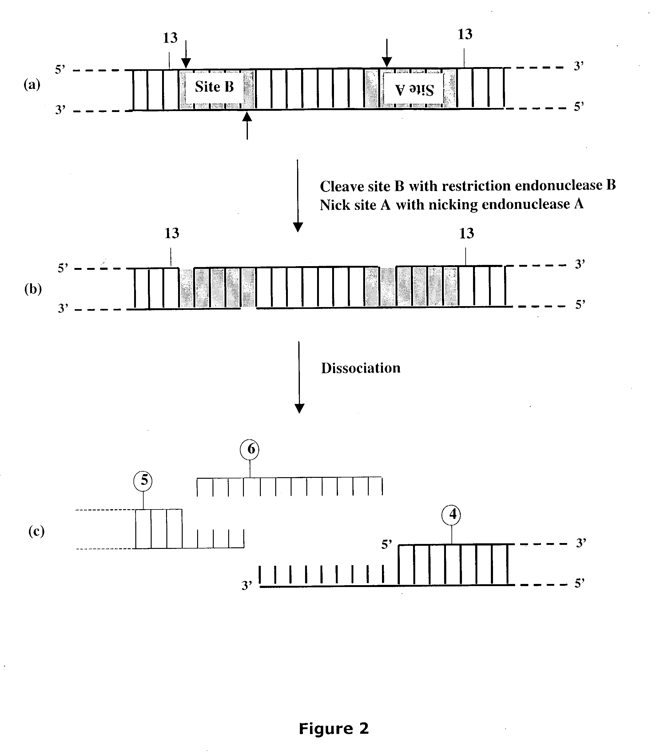 Methods and compositions for DNA manipulation