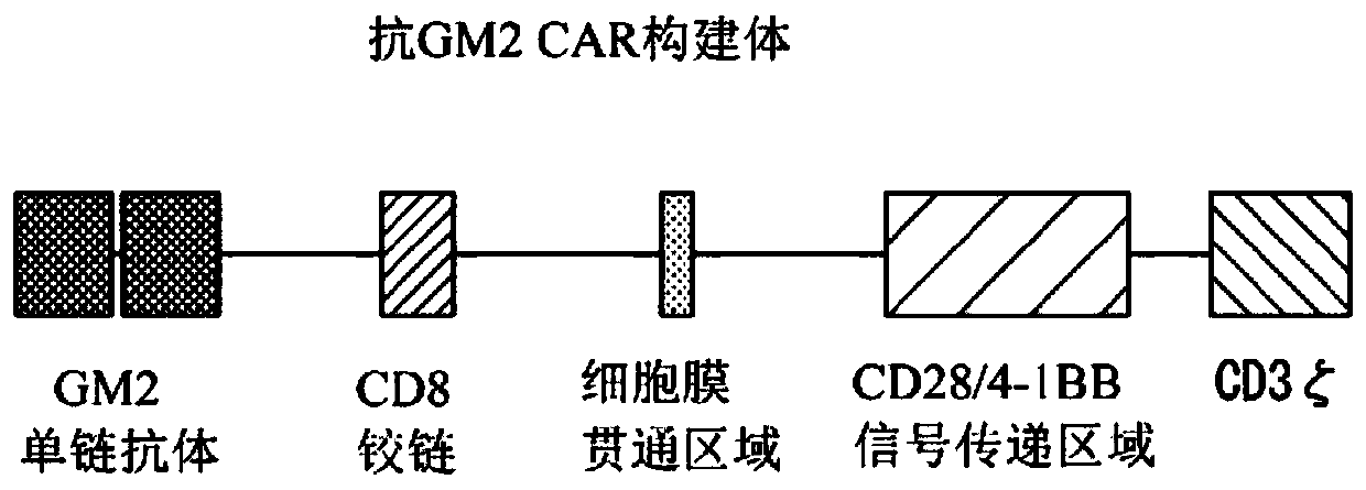 Chimeric antigen receptor