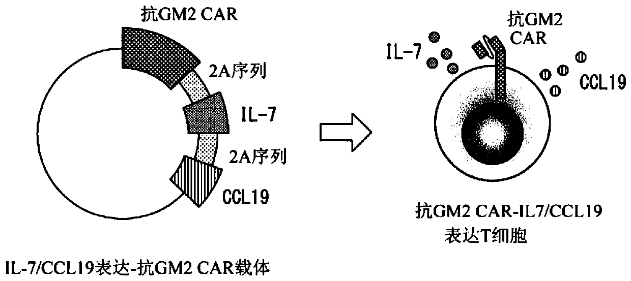 Chimeric antigen receptor