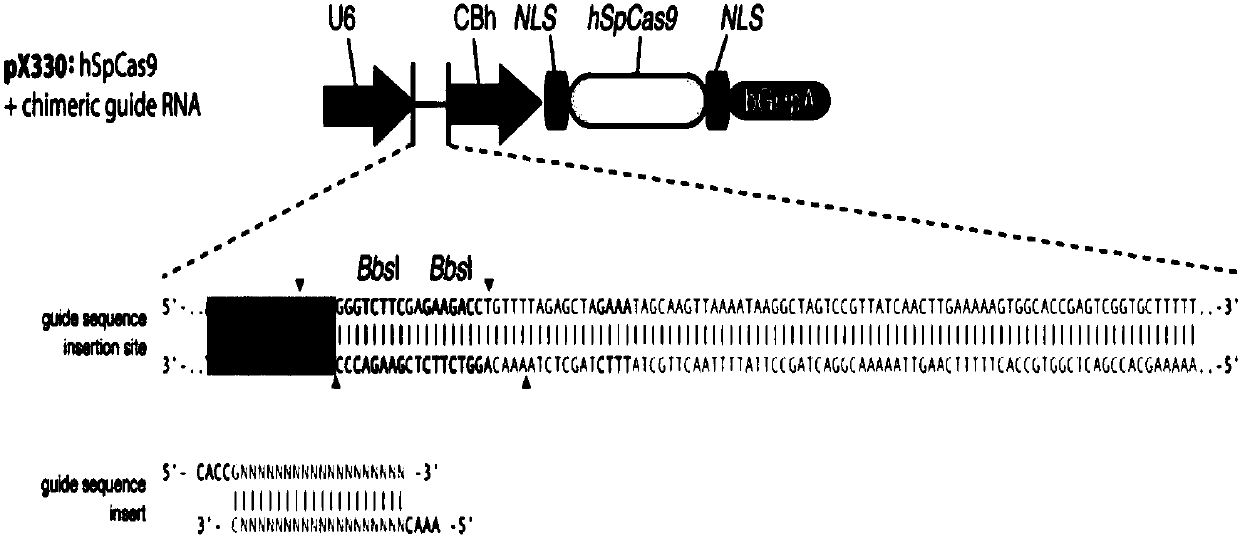 Method for performing CASP3 gene knockout on mesenchymal stem cell through CRISPR-CAS system