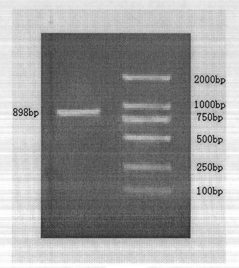 Method for cloning complete sequence of coding region in goat PID1 (phosphotyrosine interactiondomain containing 1) gene