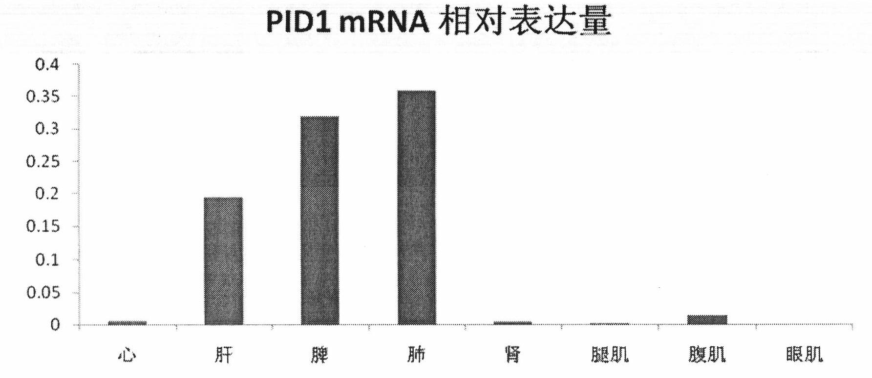 Method for cloning complete sequence of coding region in goat PID1 (phosphotyrosine interactiondomain containing 1) gene