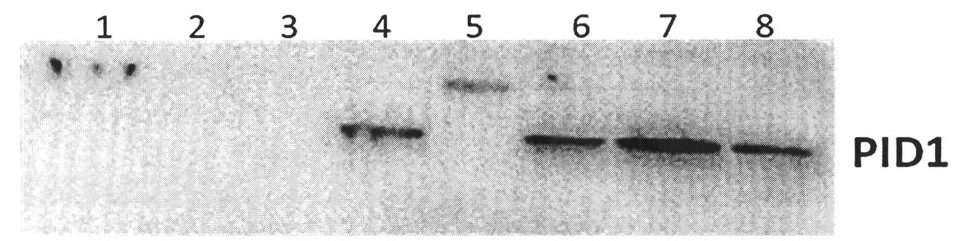 Method for cloning complete sequence of coding region in goat PID1 (phosphotyrosine interactiondomain containing 1) gene