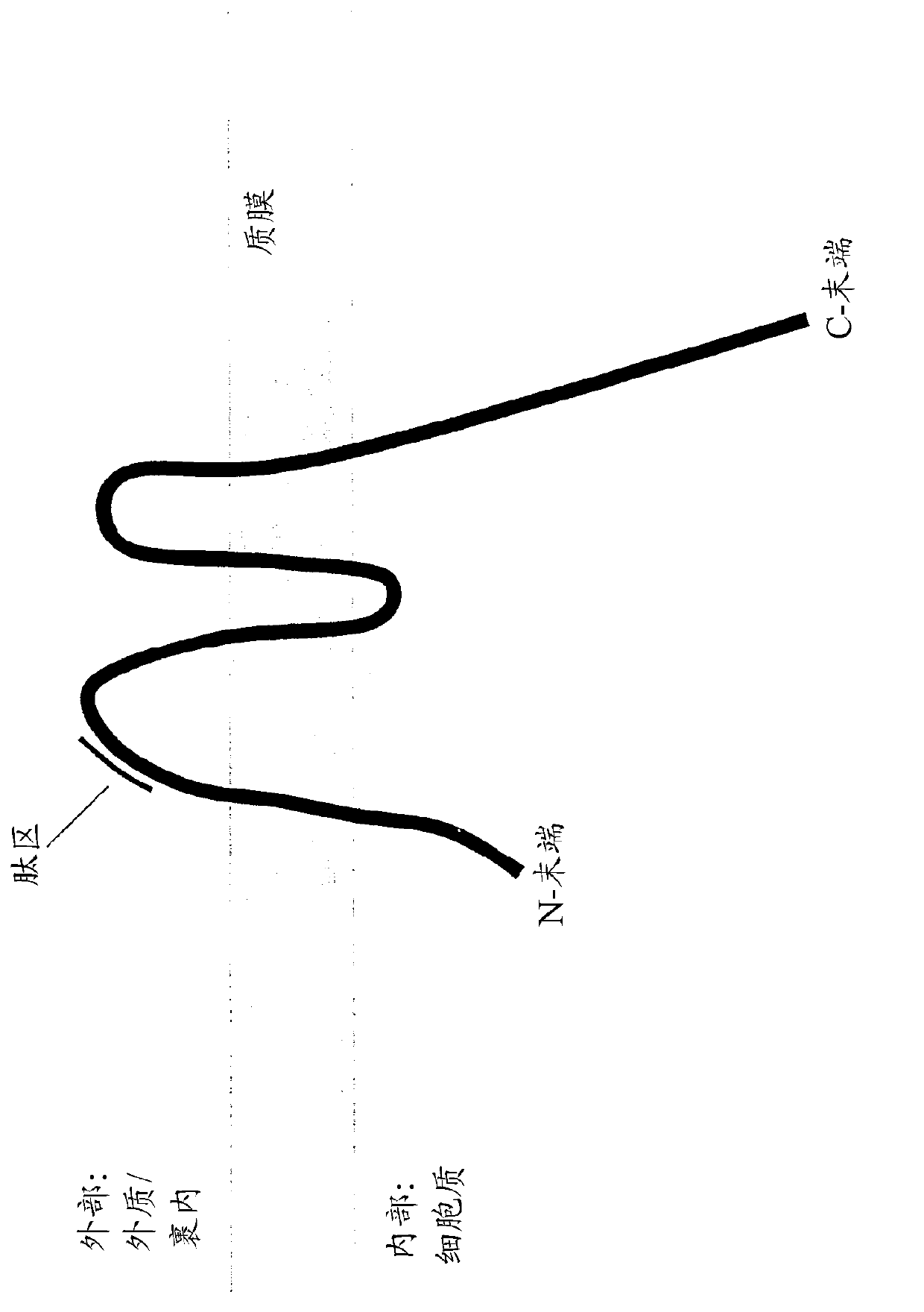 Specific binding members against synaptophysin