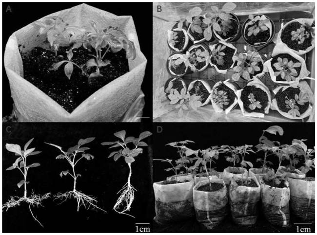 One-step rooting and transplanting technique of tissue cultured seedlings of Mandshurica mandshurica