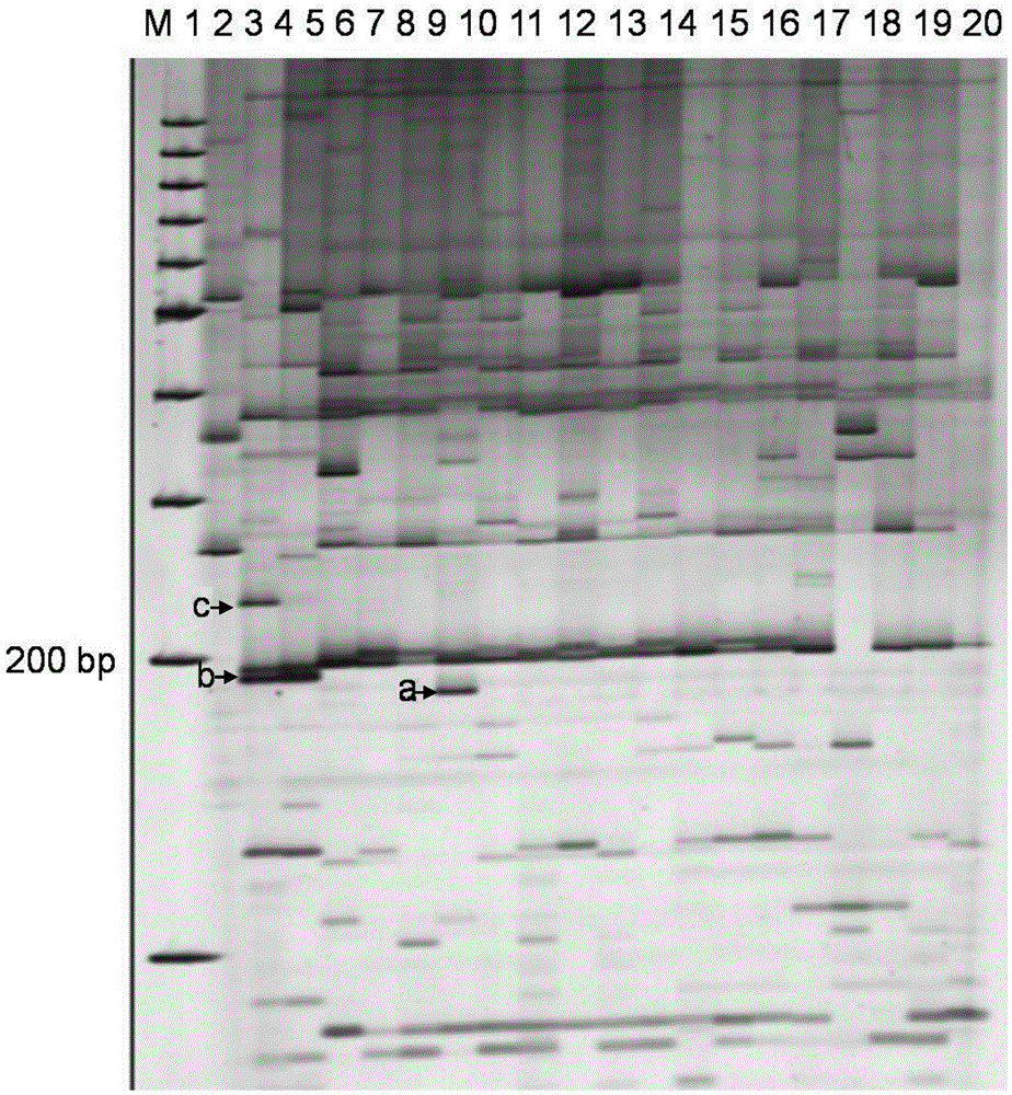 Dendrobium DNA (Deoxyribonucleic Acid) fingerprint spectrum and special primer and establishment method for dendrobium DNA fingerprint spectrum