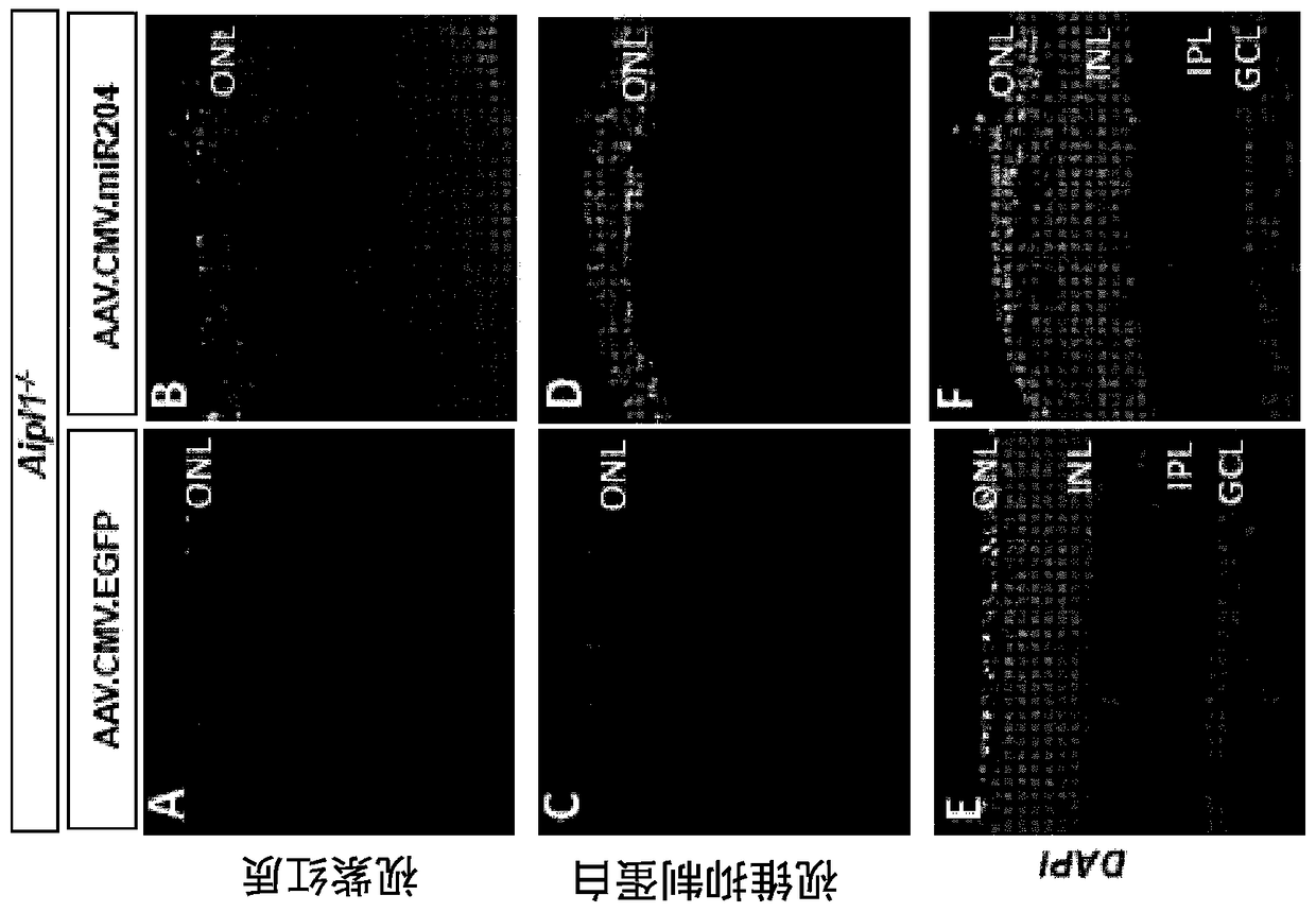 mir-204 and mir-211 and their uses