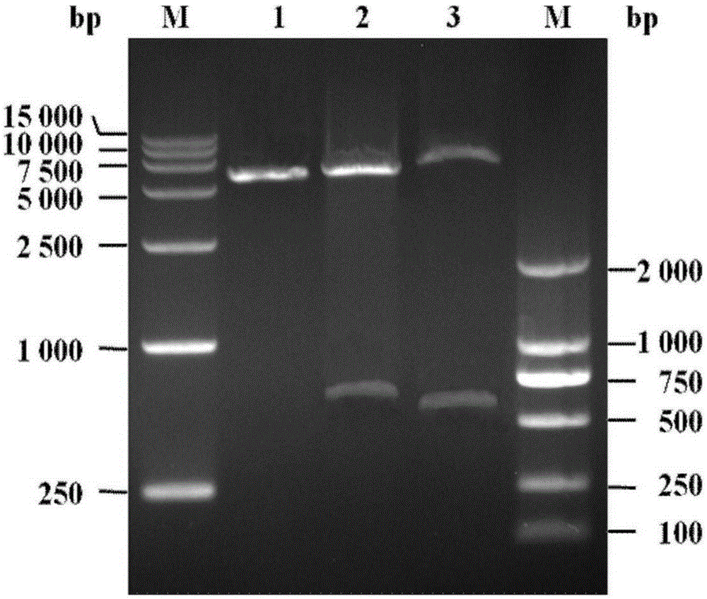 Target protein expression with laetiporus sulphureus mushroom lectin N-acetyllactosamine binding domain as fusion tag and purification method thereof