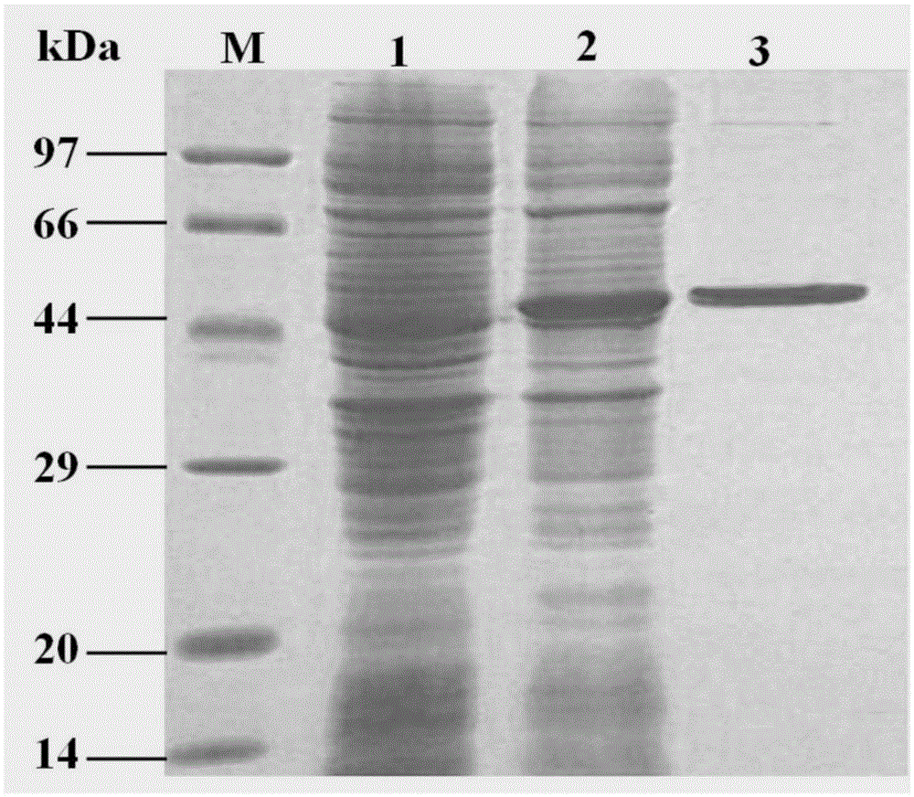 Target protein expression with laetiporus sulphureus mushroom lectin N-acetyllactosamine binding domain as fusion tag and purification method thereof